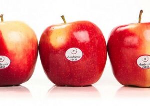 APPLES AMBROSIA