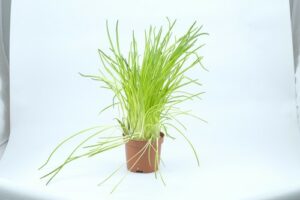 CHIVES