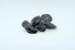 FRESH MUSSELS