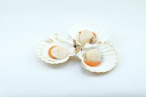 SCALLOPS